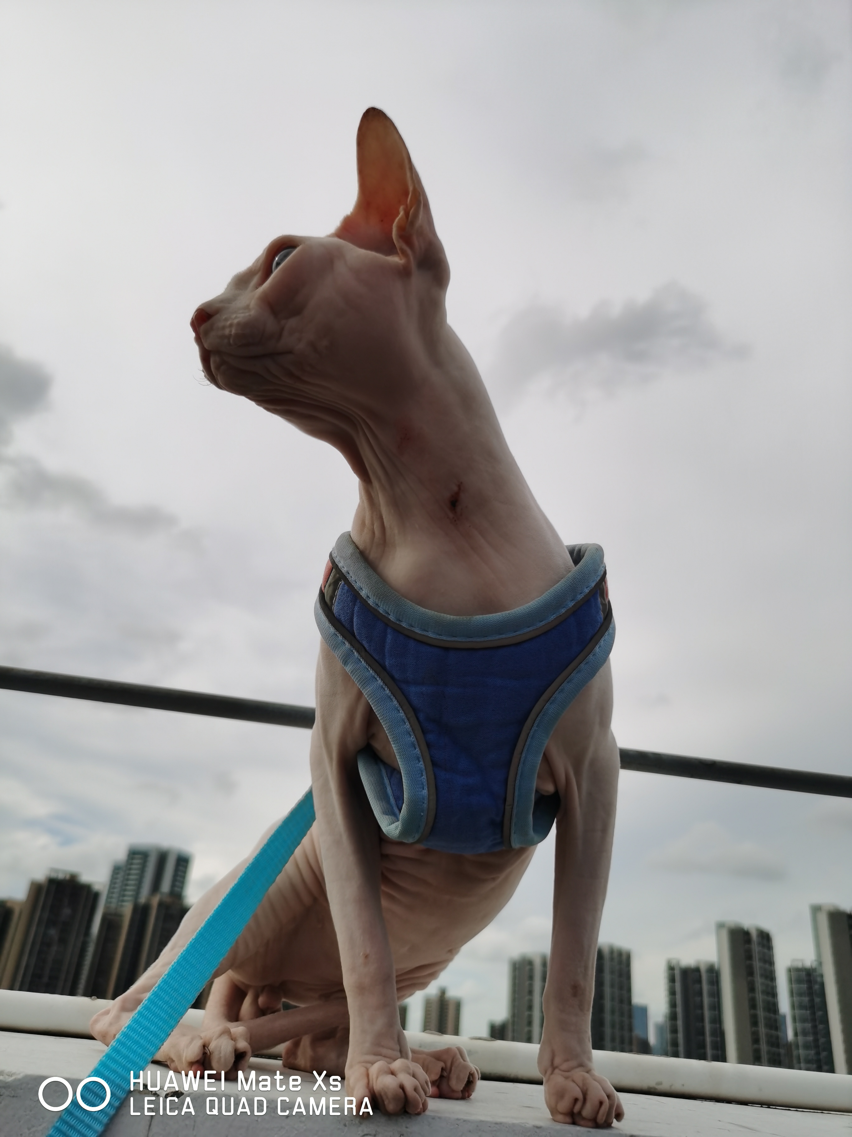 乖巧 听话 无毛猫